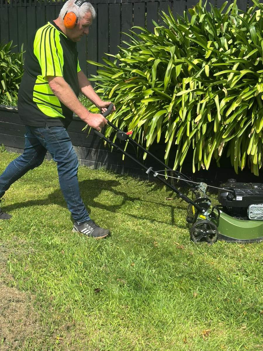 Mowing a lawn beside a flax hedge