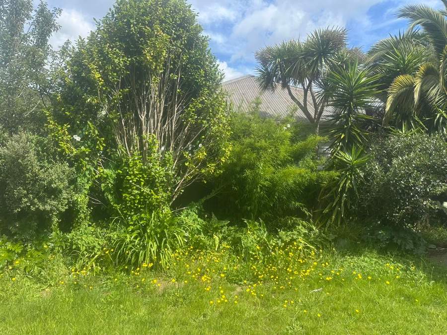 Overgrown tropical garden with palms, before a tidy-up